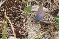 Zizina oxleyi