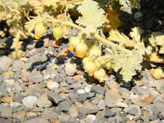 Hermannia althaeifolia