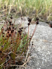 Juncus alpinoarticulatus