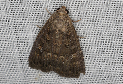 Hypoperigea tonsa