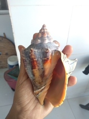 Voluta ebraea