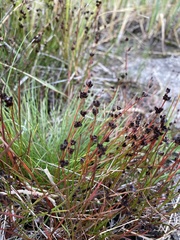Juncus alpinoarticulatus