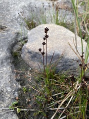 Juncus alpinoarticulatus