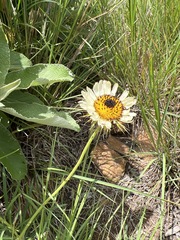Berkheya zeyheri