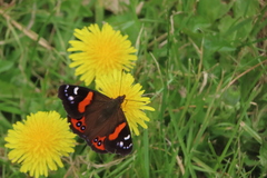 Vanessa gonerilla ida