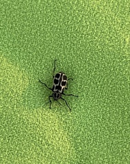 Astylus atromaculatus