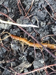 Scolopocryptops gracilis