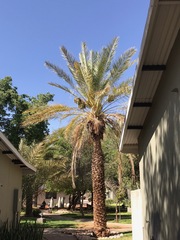 Phoenix dactylifera