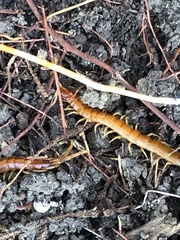 Scolopocryptops gracilis