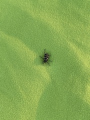 Astylus atromaculatus