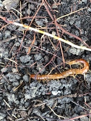 Scolopocryptops gracilis