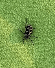 Astylus atromaculatus