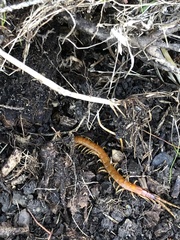 Scolopocryptops gracilis