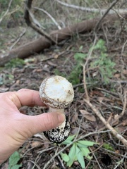 Amanita