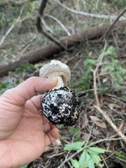 Amanita