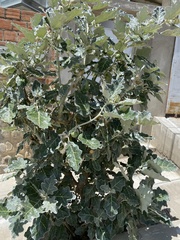 Solanum marginatum