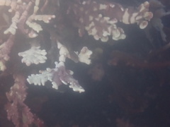 Calliarthron tuberculosum