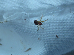 Araniella