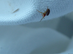 Araniella