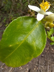 Citrus × aurantiifolia