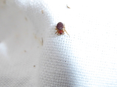 Araniella