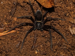 Heteropoda tetrica