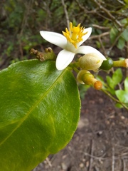 Citrus × aurantiifolia