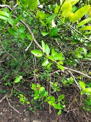 Citrus × aurantiifolia