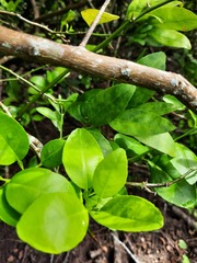 Citrus × aurantiifolia