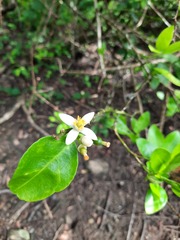 Citrus × aurantiifolia