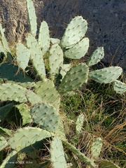 Opuntia elatior