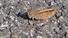 Calliptamus barbarus