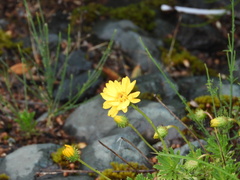 Grindelia chiloensis