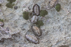 Acanthopleura granulata