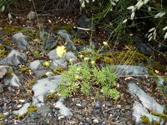 Grindelia chiloensis