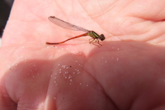 Xanthocnemis tuanuii