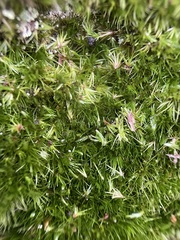 Campylopus flexuosus