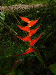 Heliconia orthotricha