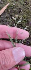 Poa annua