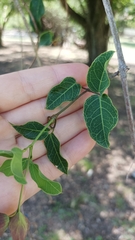 Dolichandra cynanchoides