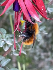 Bombus dahlbomii