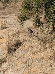 Ardeola grayii