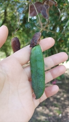 Dolichandra cynanchoides