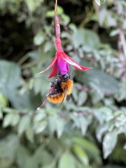 Bombus dahlbomii