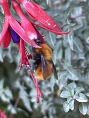 Bombus dahlbomii