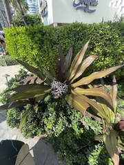 Crinum × amabile