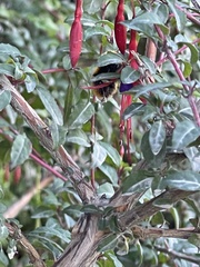Bombus dahlbomii