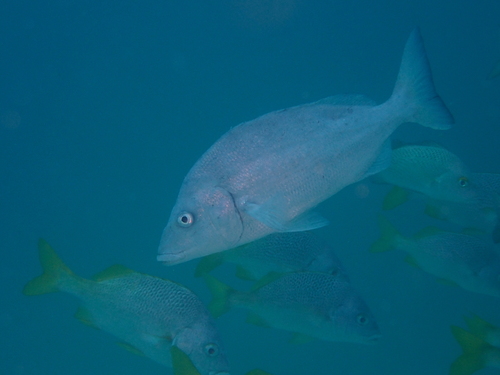 Forbes's grunt (Orthopristis forbesi) — Haemulidae — 3