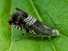 Grapholita tristrigana