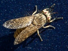 Haematopota pluvialis